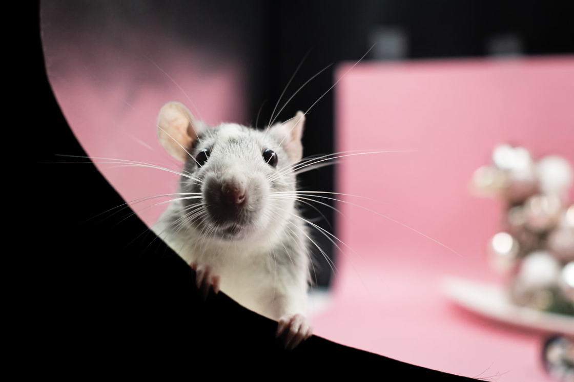 mice control
